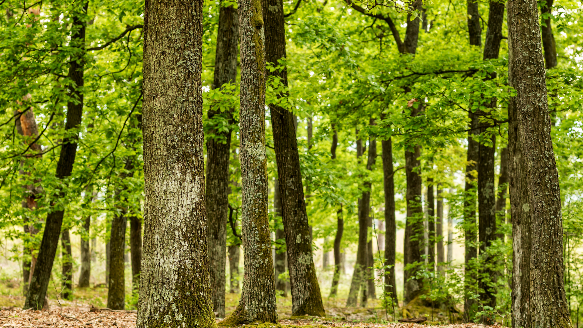 AGEFEM — Gestión forestal y edificación con madera